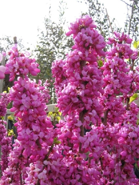 Judaszowiec chiński (Cercis chinensis) 